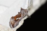 Macdunnoughia confusa