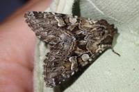 Pachetra sagittigera