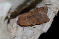 Agrochola lychnidis