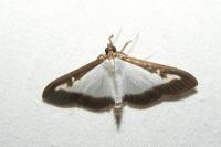 Cydalima perspectalis