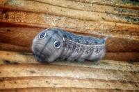 Hippotion celerio