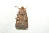 Xestia xanthographa