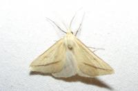 Aspitates gilvaria