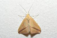 Rhodometra sacraria