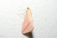 Rhodometra sacraria