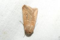 Mythimna albipuncta