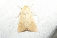 Mythimna vitellina