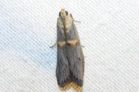 Oxybia transversella