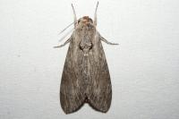 Agrius convolvuli