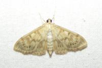Patania ruralis