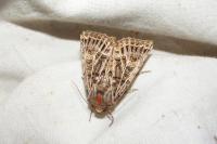 Tholera decimalis
