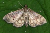Anania stachydalis