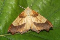 Ennomos quercinaria