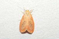 Miltochrista miniata
