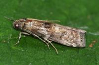 Phycita roborella