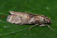 Phycita roborella