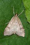Udea prunalis