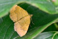 Camptogramma bilineata