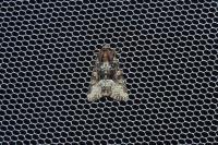 Oligia strigilis