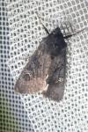 Aporophyla nigra