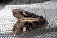 Trigonophora flammea