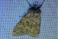 Polymixis flavicincta flavicincta