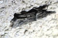 Eudonia angustea