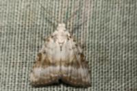 Meganola albula