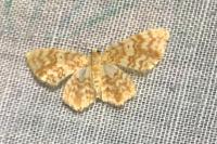 Hydrelia flammeolaria
