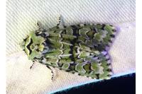 Griposia aprilina