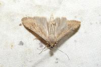 Nomophila noctuella