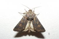 Tholera cespitis