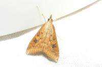Udea ferrugalis