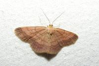 Scopula rubiginata