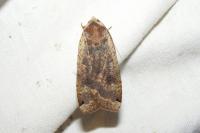 Noctua pronuba