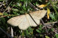 Idaea rufaria