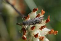 Chrysocramboides craterellus