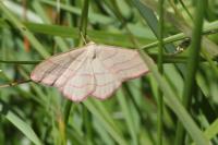 Rhodostrophia vibicaria