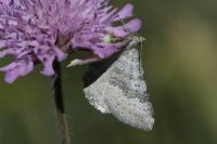 Scotopteryx octodurensis octodurensis