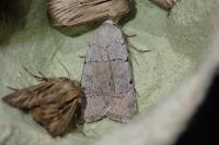 Xestia ashworthii candelarum