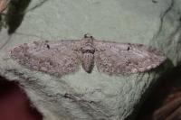 Eupithecia pimpinellata