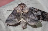 Abrostola asclepiadis