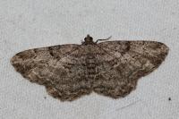 Peribatodes rhomboidaria rhomboidaria
