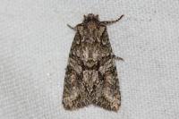 Dryobotodes eremita