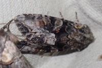 Lacanobia contigua