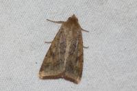 Helicoverpa armigera