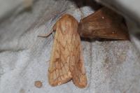 Mythimna vitellina