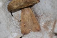Mythimna unipuncta