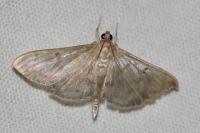 Patania ruralis