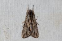 Asteroscopus sphinx